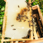 عسل السدر الفاخر العضوي ( 1 كيلو ) - Image 5