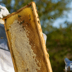 عسل السدر الجبلي ( ربع كيلو ) - Image 5