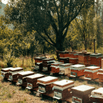 Premium Organic Sidr Honey (500g) - Image 4