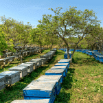 عسل السدر الفاخر العضوي ( 1 كيلو ) - Image 4