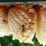 Royal Jelly Honey (250g) - Image 6