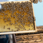 عسل السدر الجبلي ( 1 كيلو ) - Image 5