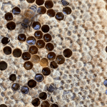 عسل السدر الجبلي ( 1 كيلو ) - Image 6