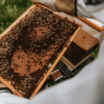 Premium Organic Sidr Honey (500g) - Image 5