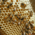 Family Package - Image 3