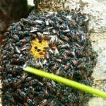 Wild Honey (250g) - Image 5